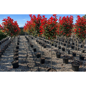 Červienka Fraserova (Photinia × fraseri) ´RED ROBIN´ - výška 120-140 cm, kont. C12L - NA KMIENKU